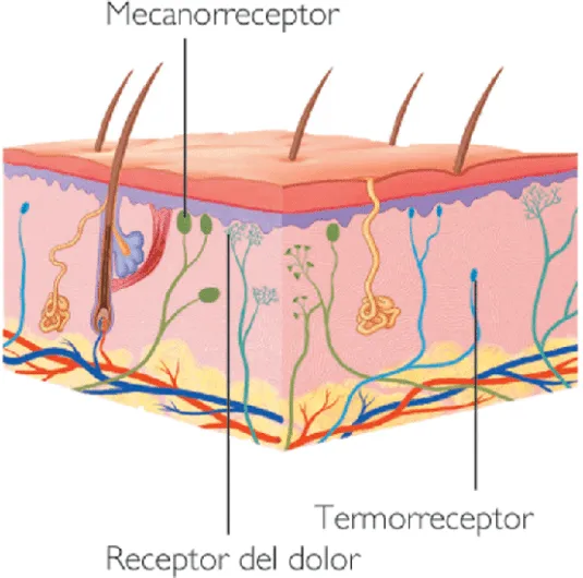 Piel y sus partes - Imagui