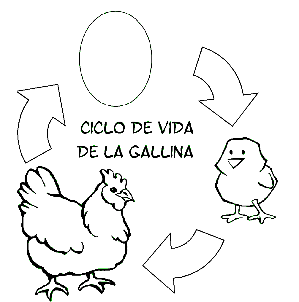 Ciclo de vida humana para colorear - Imagui