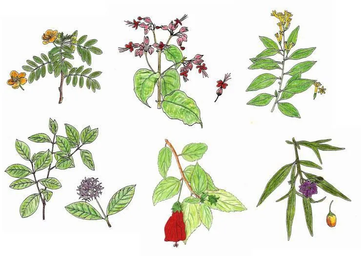 DIBUJOS DE PLANTAS