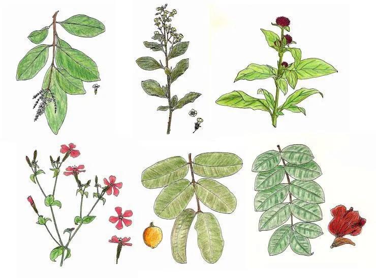 Dibujos de plantas medicinales - Imagui