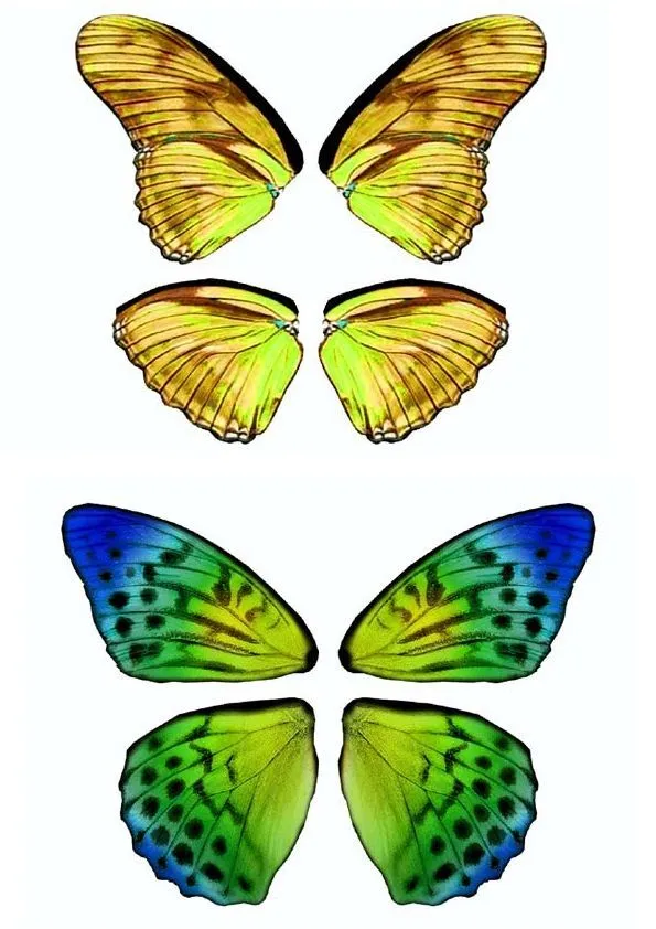 Dibujos y Plantillas para imprimir: Alas mariposas para hadas | Alas de  mariposa, Mariposas para imprimir, Alas de hadas