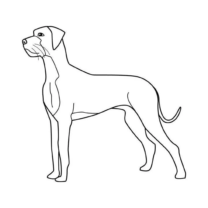 Dibujos de razas de perros para pintar. PerrosAmigos.