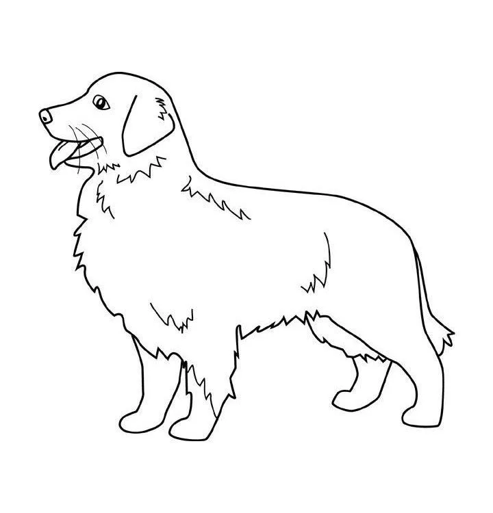 Dibujos de perros para colorear. Dibujos de razas de perros para ...