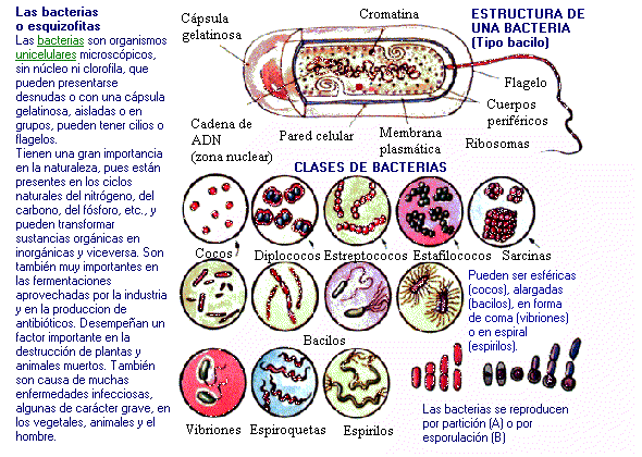 Que son las bacterias buenas dibujo - Imagui