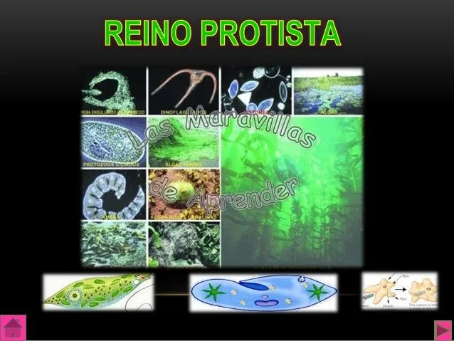 Dibujos del reino protista - Imagui