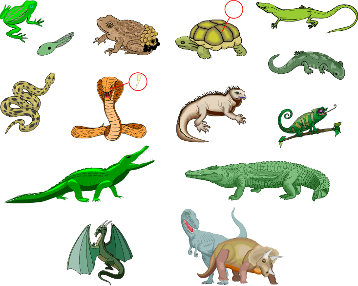 Dibujo de reptiles - Imagui