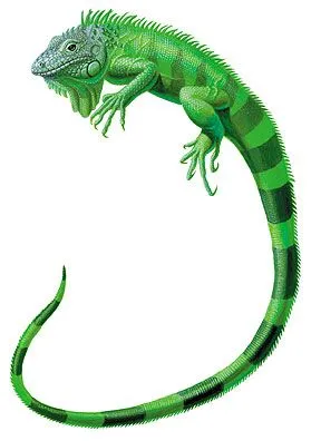 DIBUJOS DE REPTILES PARA IMPRIMIR