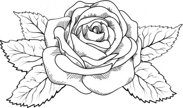 Dibujos de rosas