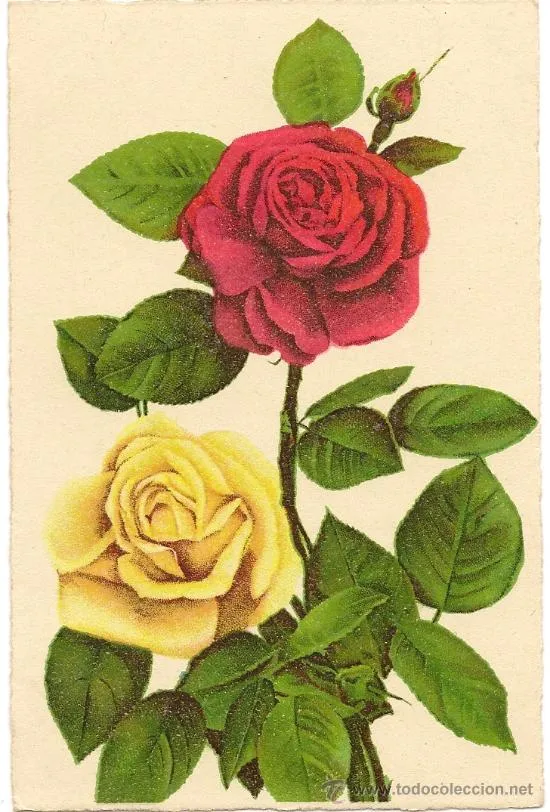 Interesante postal: bonitas rosas amarilla y roja (Postales - Estilo)