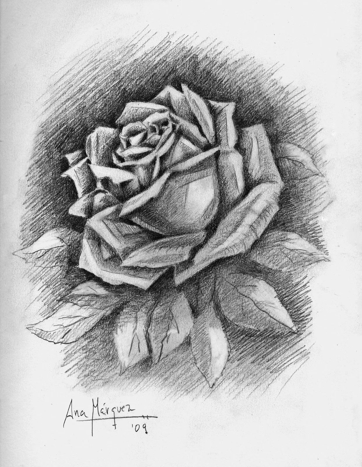 Dibujos de Rosas a Lapiz ~ Vida Blogger