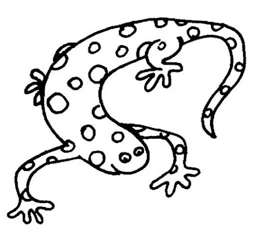 DIBUJOS DE SALAMANDRA PARA PINTAR SALAMANDRA PARA COLOREAR SALAMANDRA