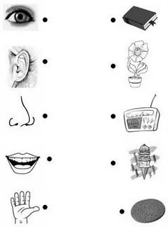 DIBUJOS DE LOS SENTIDOS