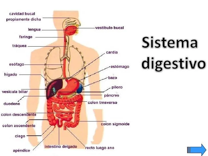 Dibujos de el sistema digestivo y sus partes - Imagui