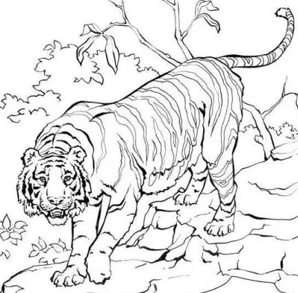 Dibujos de tigres de Bengala para colorear - Imagui