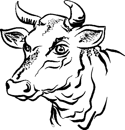 Dibujos de toros de caricatura - Imagui