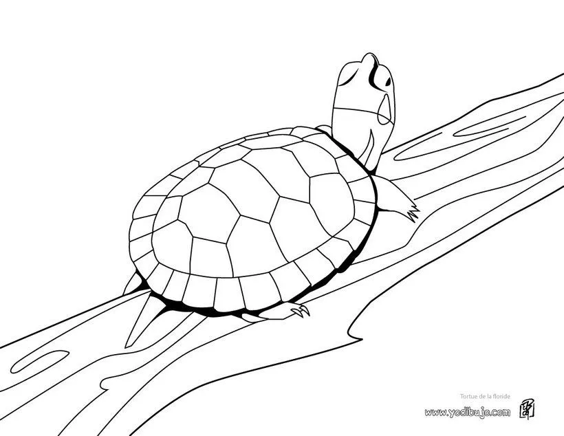 Pin De Dibujos Tortugas Ninja 29 Para Colorear Pagina Con on Pinterest