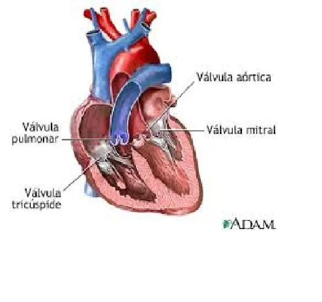 dibujos-valvulas-corazon.jpg?w=645