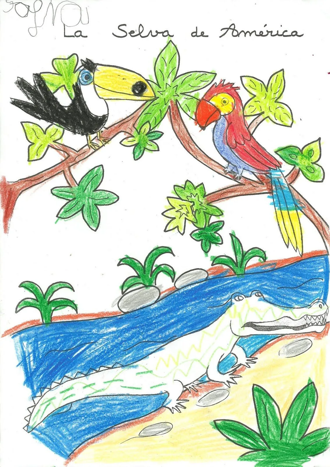 DIBUJO.selva tropical - Imagui