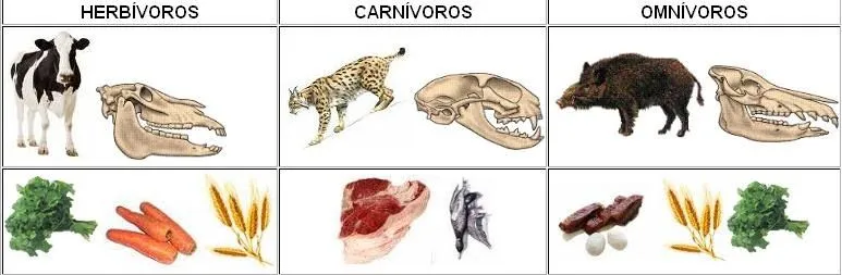 DIDÁCTICA DE LAS CIENCIAS