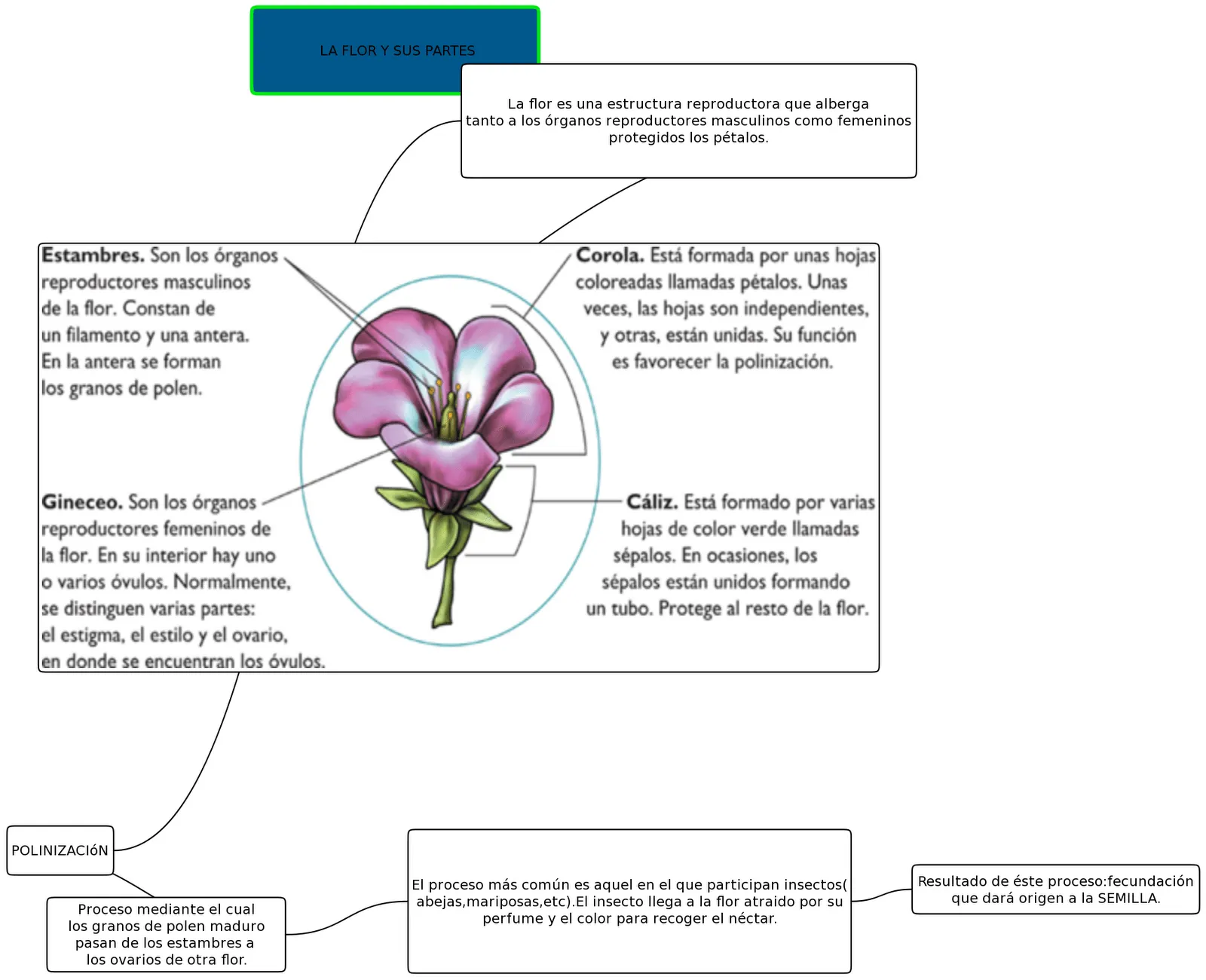 Uso didáctico de las Tic en el plan ceibal: La Flor y sus partes ...