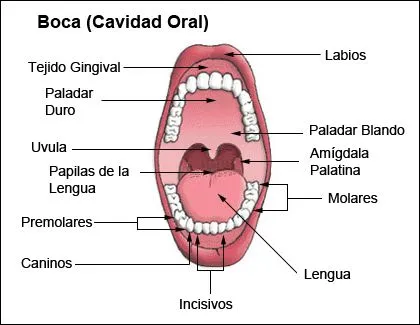 Encía - Wikipedia, la enciclopedia libre