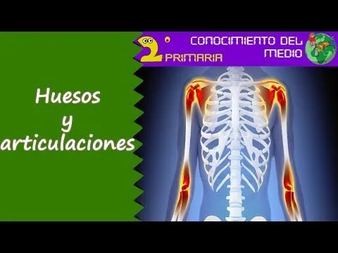 Las dietas hiperproteicas podrían ser beneficiosas para los huesos ...