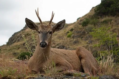 Diez de los animales chilenos más amenazados por la extinción ...