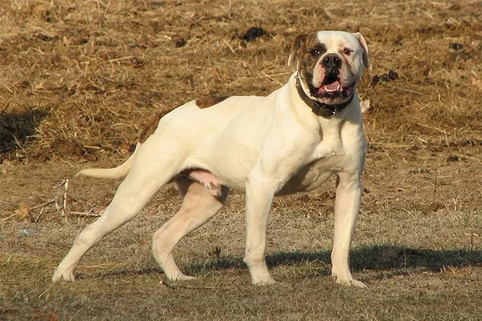 Las diez razas de perros más peligrosas - KienyKe