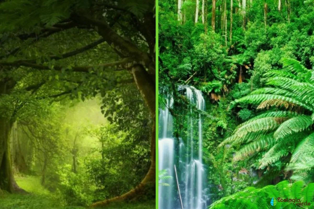 DIFERENCIA entre BOSQUE y SELVA - ¡Resumen!