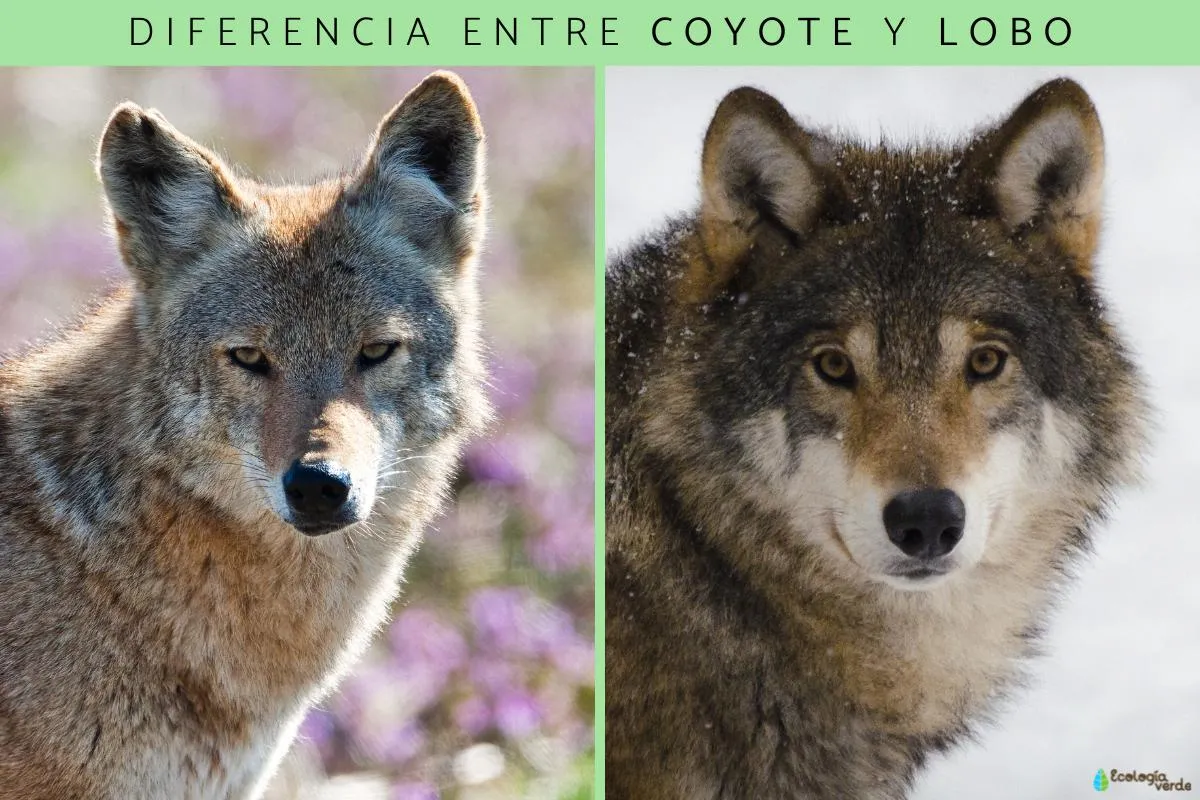 Diferencia entre coyote y lobo - Resumen comparativo