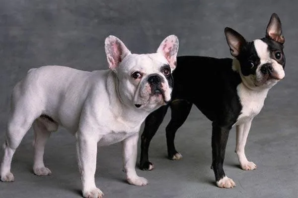 Diferencia entre las razas Bulldog Francés y Boston Terrier ...