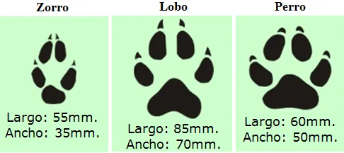 Diferenciar rastros de perro, lobo y zorro - Boletin drosophila ...