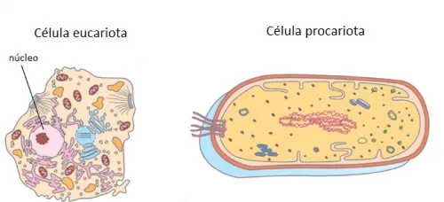 Diferencias entre eucariotas y procariotas | La guía de Biología