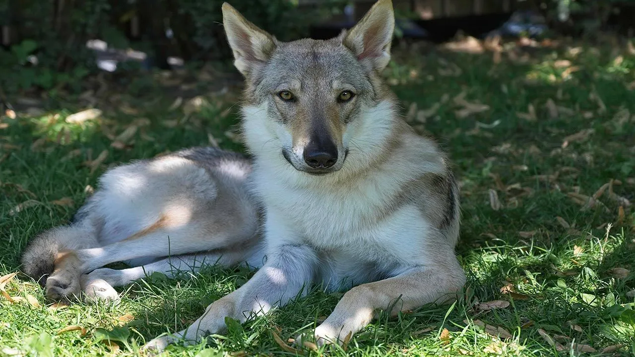 Diferencias entre perros y lobos | Hogarmania