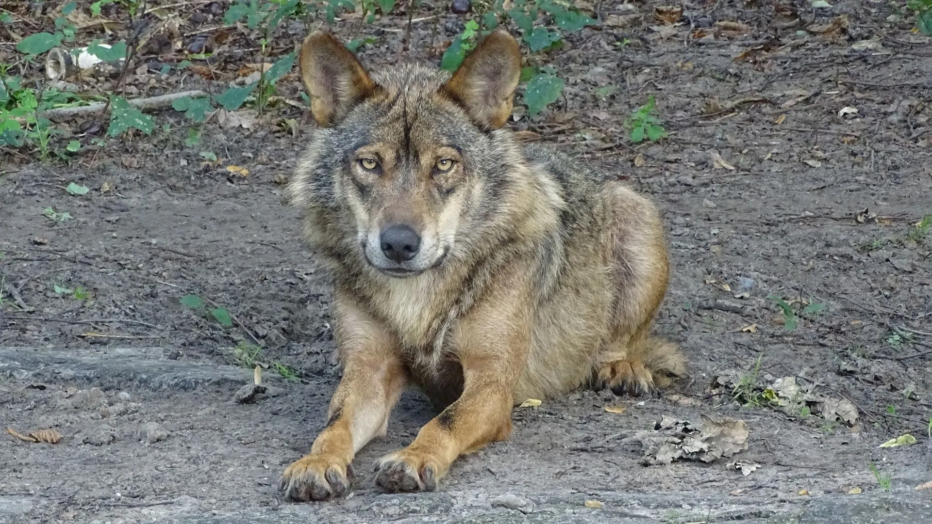 Cuáles son las diferencias entre perros y lobos? | Noticias hoy | EL  ESPECTADOR