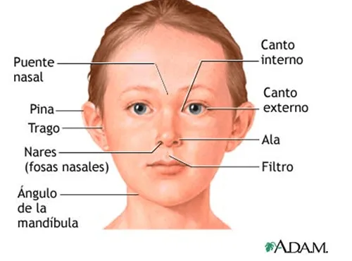 digestivouq: La cara por Sara Daniela Gonzaléz