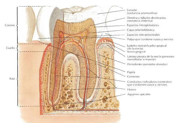 digestivouq: Dientes por JOSÉ DANILO JOJOA RÍOS