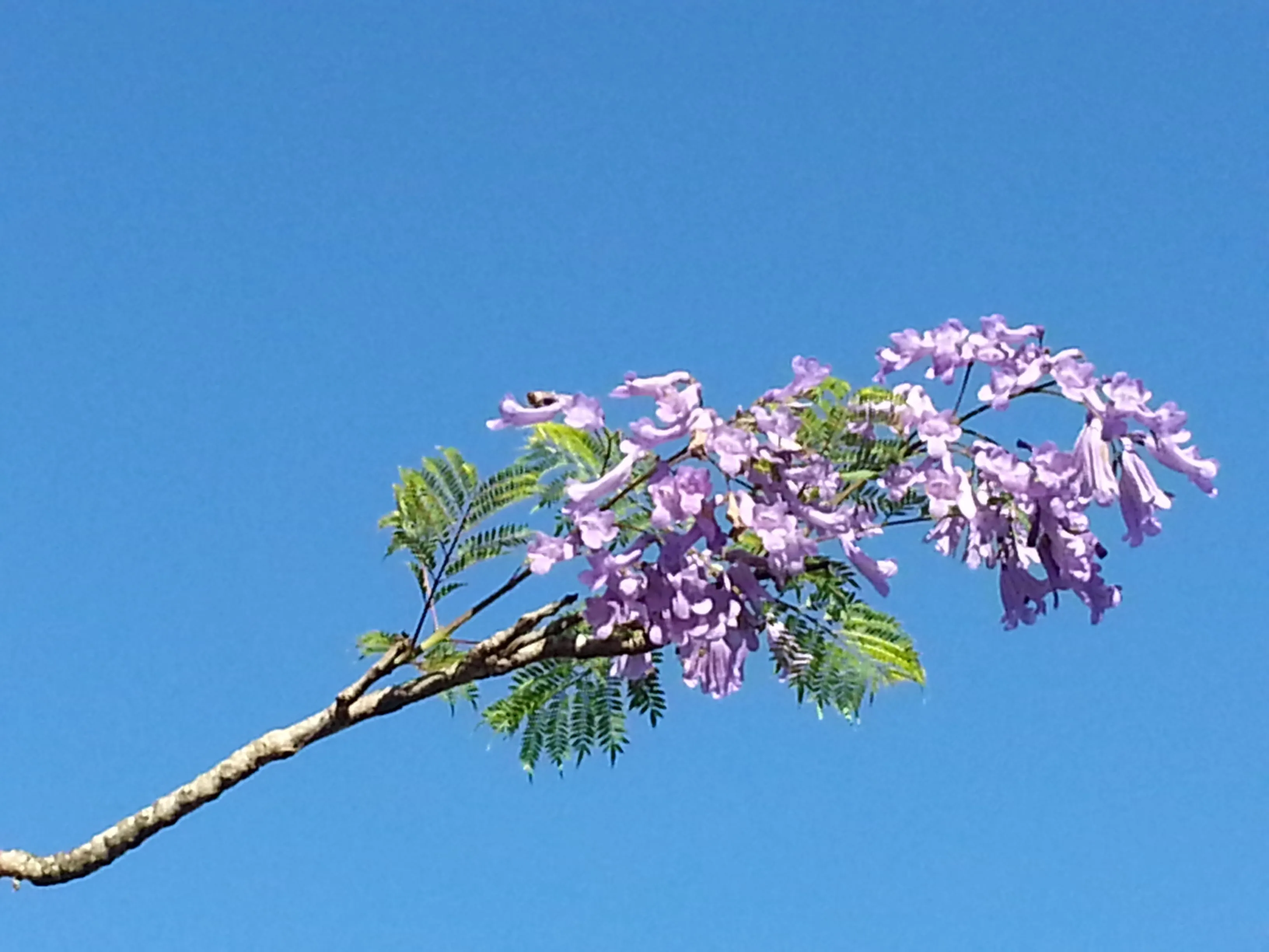 Dilema resuelto: ¡Es una jacaranda! | En Mi Patio