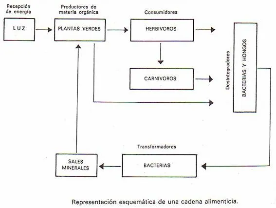 DINÁMICA DEL ECOSISTEMA