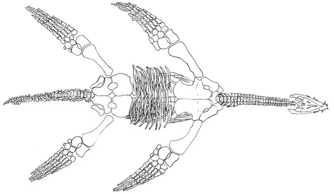 DinoAstur - » Meyerasaurus victor, nuevo nombre para un “viejo ...