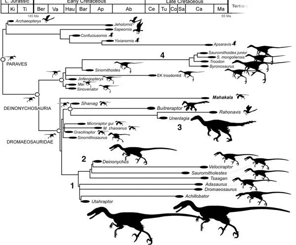 Un dinosaurio mongol pone en cuestión el origen de las aves y la ...