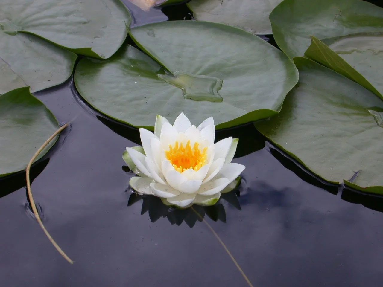 diosesencuerposhumanos: SIGNIFICADO DE LA FLOR DE LOTO...