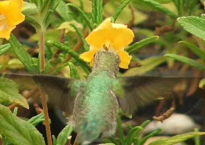 Diplacus longiflorus Conejo monkey flower, Conejo Monkey Flower