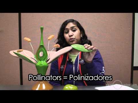 Disección De Flor (Flower Dissection in Spanish) | Recurso ...