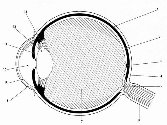 Disección del ojo de un mamífero