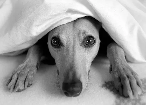  ... DISEÑO| INTERNET: increibles imagenes de perros en blanco y negro