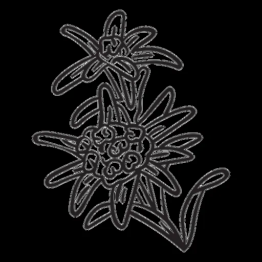 Diseños PNG de flor nacional para camisetas & Merch