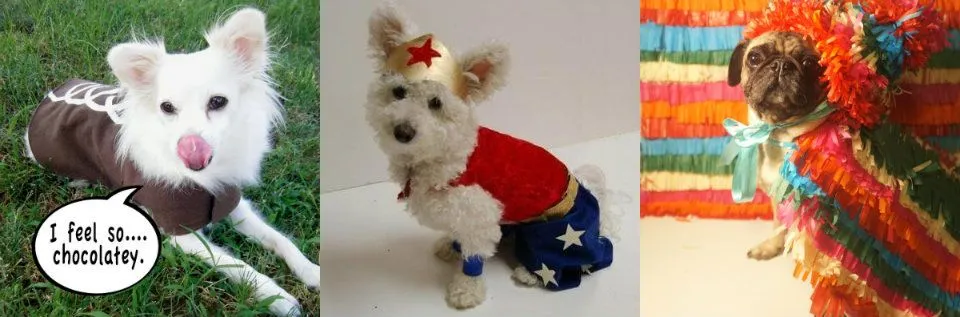 Disfraces caseros para perros - 8 ideas para hacerlos en casa