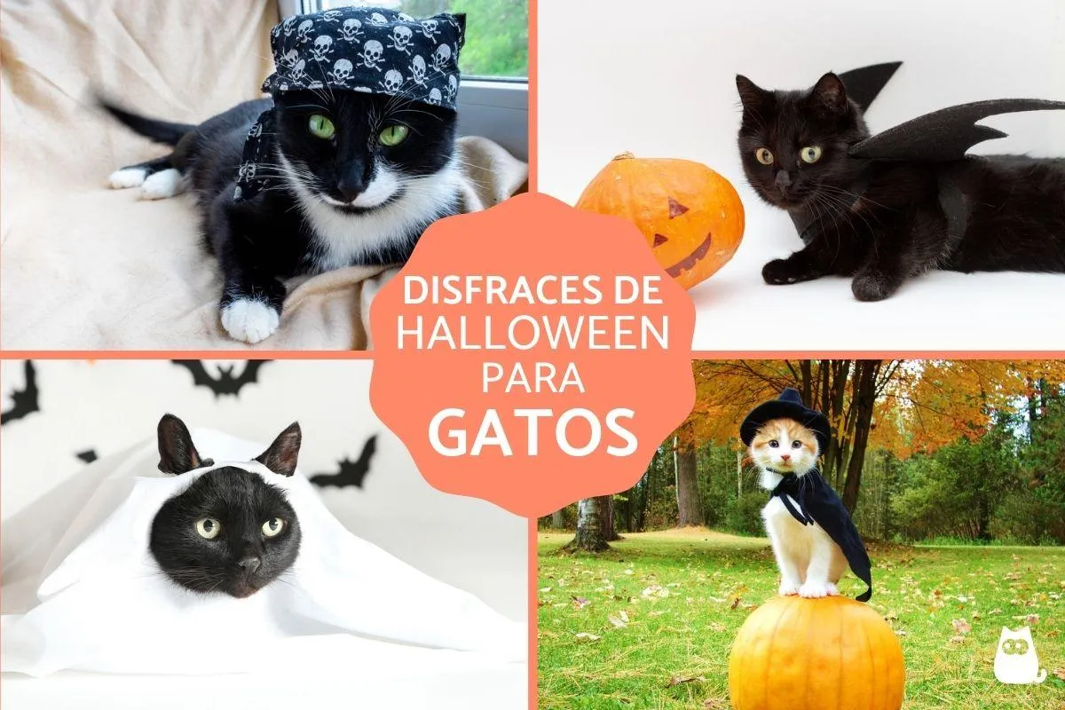 Disfraces de Halloween para gatos - 10 IDEAS fáciles y originales