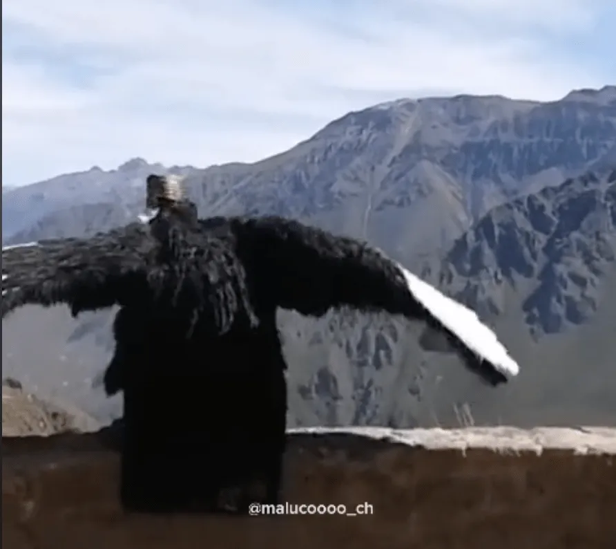 Disfrazado de cóndor hace creer a más de uno que es un ave de verdad; lo  llaman Condor - Man